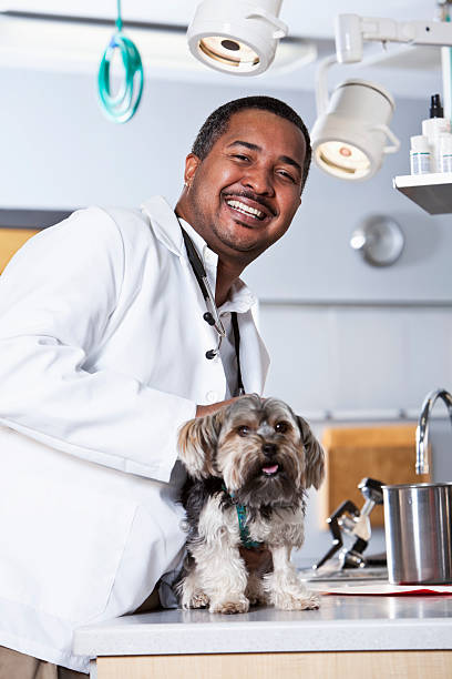 африканский американский ветеринара проверять собака - doctor dog portrait animal hospital стоковые фото и изображения