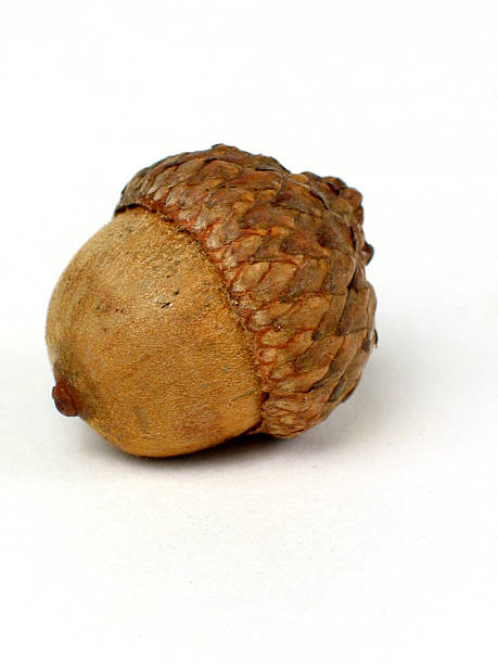 Large picture of an acorn on white background single acorn on a white ground acorn photos stock pictures, royalty-free photos & images