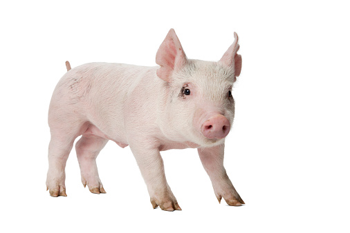 Piglet on a white background.