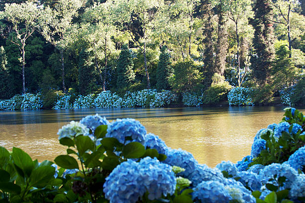 hortense lac - hortense photos et images de collection