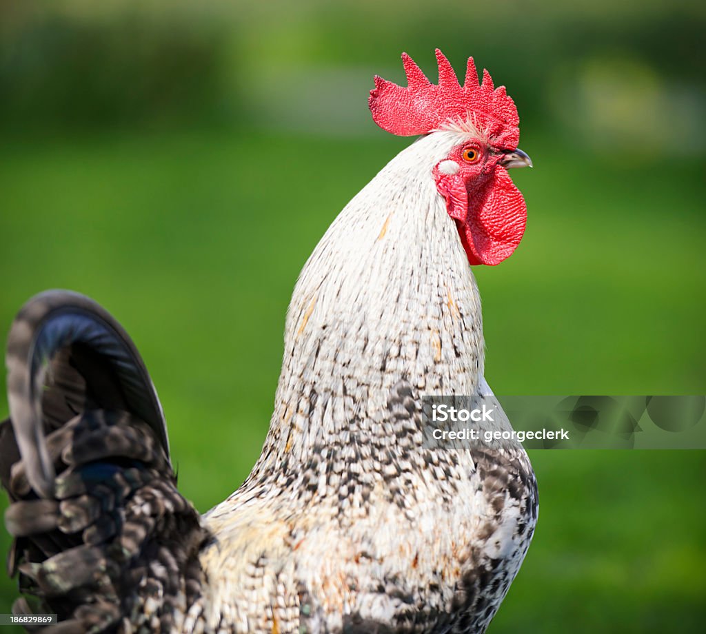 Galletto Close-Up - Foto stock royalty-free di Agricoltura