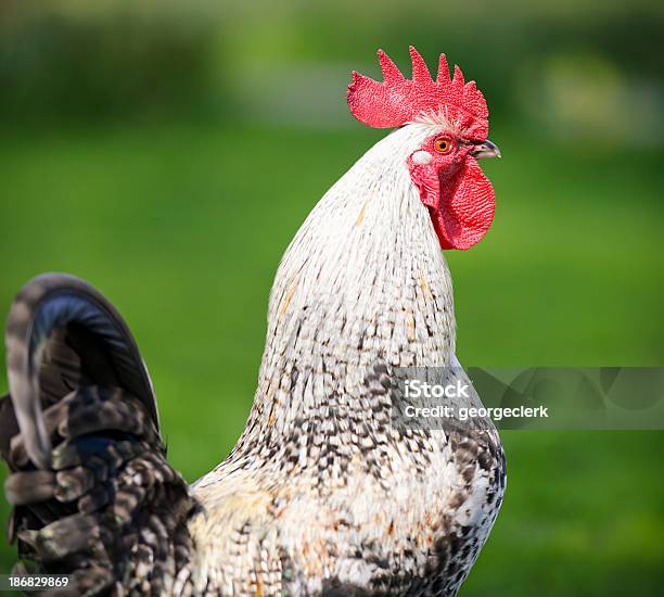 Foto de Closeup Do Galo e mais fotos de stock de Agricultura - Agricultura, Animais Machos, Animal