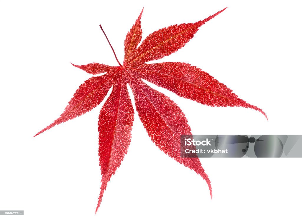 Érable du Japon à feuilles - Photo de Blanc libre de droits