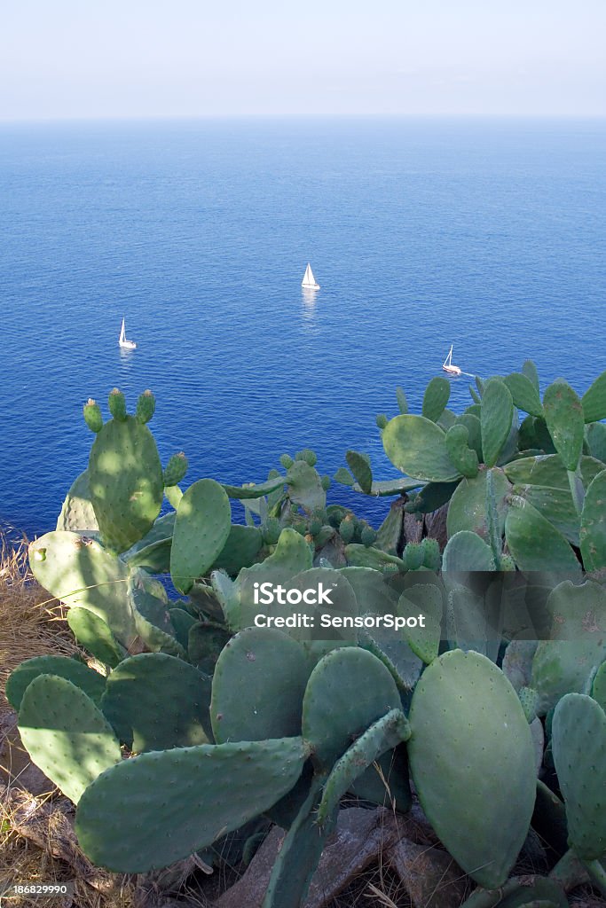cactus Nopal en côte méditerranéenne - Photo de Beauté libre de droits