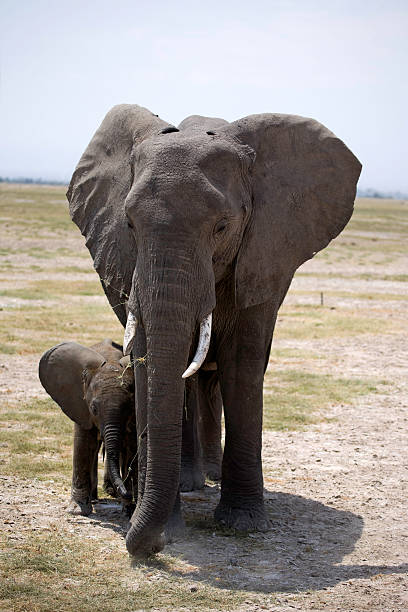 istock Mother and Baby 186830123