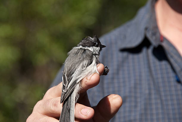 Releasing a Mountain Chickadee After Banding The Wyoming Conservation Research Center periodically captures, bands and releases wild birds for tracking. This Mountain Chickadee (Poecile gambeli) was photographed after banding and just prior to release. The Conservation Research Center is in Jackson, Wyoming, USA. jeff goulden environmental conservation stock pictures, royalty-free photos & images