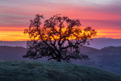 Lone Oak Tree on a Hilltop at the Golden Hour. Joseph D Grant County Park, Santa Clara County, California, USA