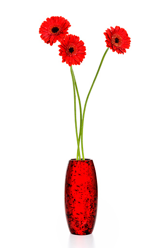 three red daisy in vase;isolated on white.