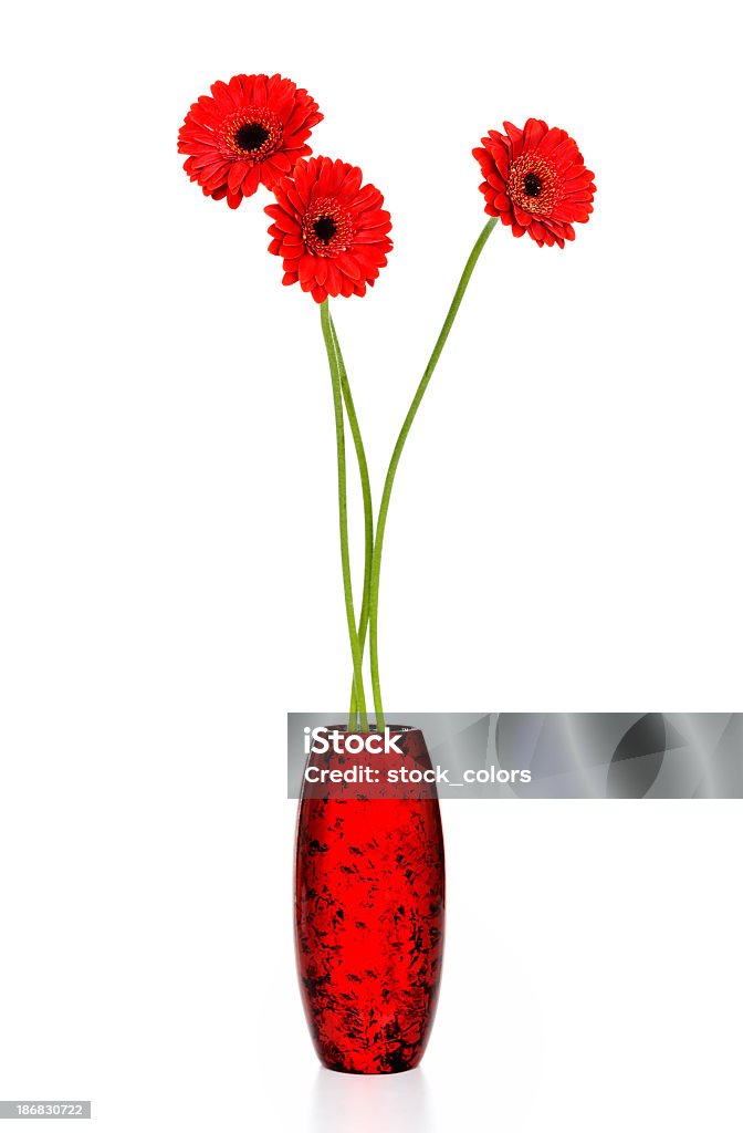 red daisy three red daisy in vase;isolated on white. Vase Stock Photo