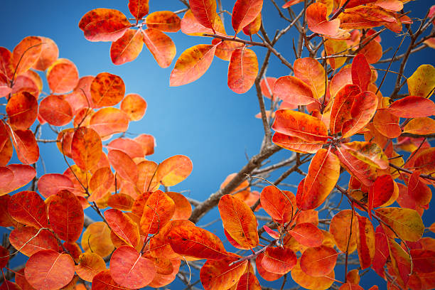 Red tree leaves stock photo