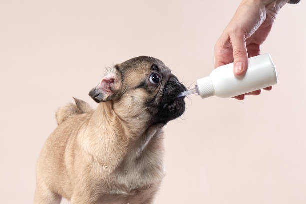 istock Puppy drinks milk from a bottle. pug on a beige background in the studio. 1868309994