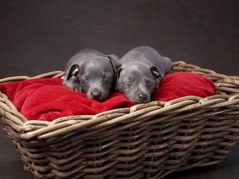 two greyhound puppies in a basket. sweet dogs on brown canvas background
