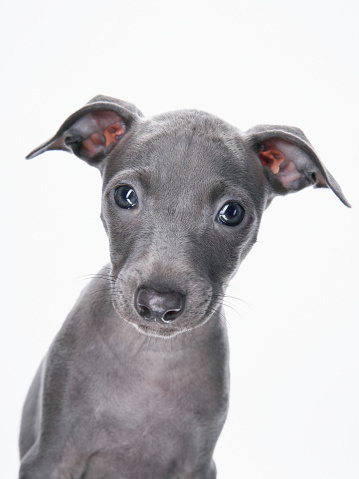 blue greyhound puppies on white. sweet dogs in studio