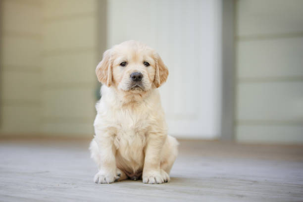 istock puppy golden retriever. Cute dog at home 1868310607