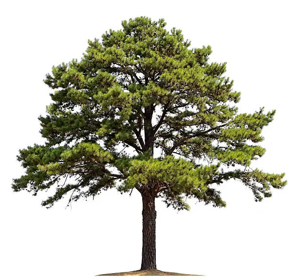 A pine tree isolated on white.To see more isolated trees click on the link below: