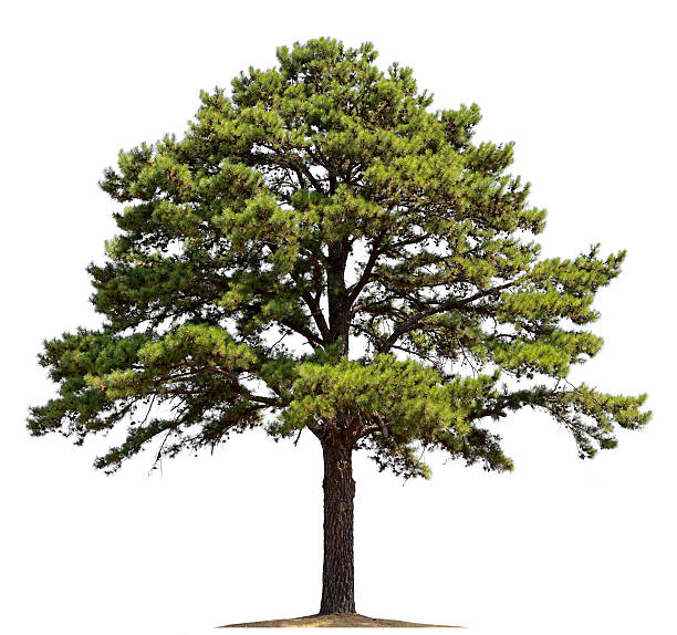 pine tree - lone tree zdjęcia i obrazy z banku zdjęć