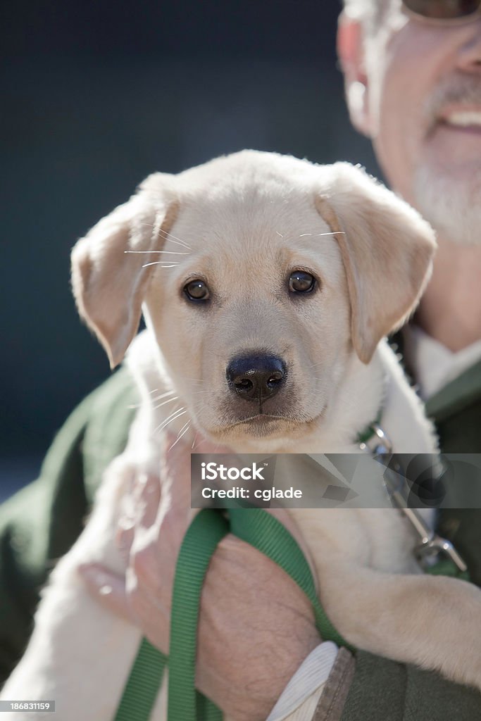 Senior homme avec de nouveau chiot - Photo de Labrador gold libre de droits