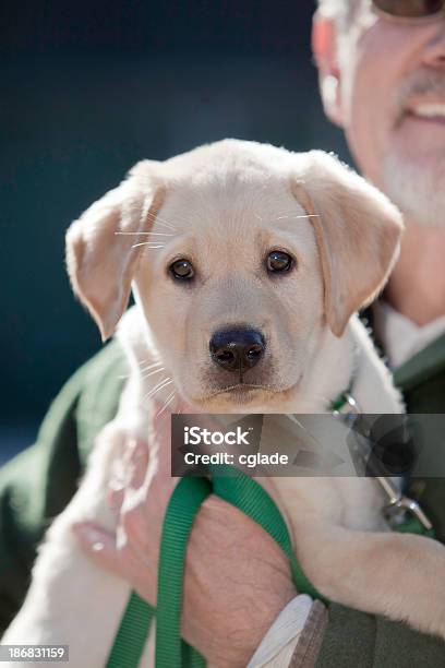 Photo libre de droit de Senior Homme Avec De Nouveau Chiot banque d'images et plus d'images libres de droit de Labrador gold - Labrador gold, Adoption d'un animal, Amitié