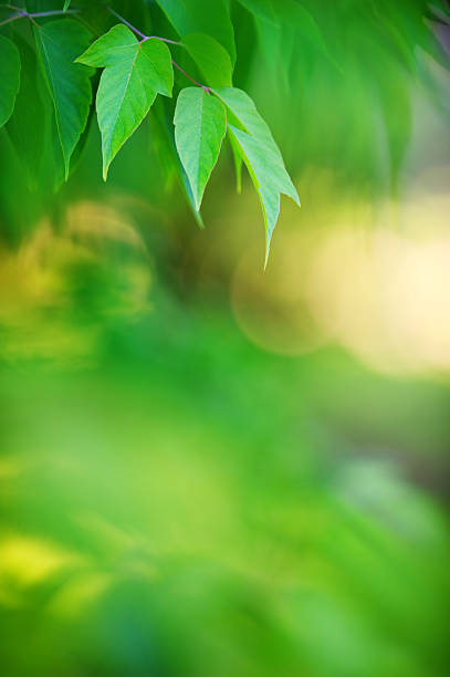 istock Fresh and green leaves 186831367