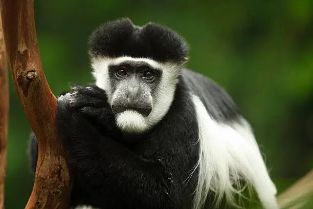 Photo of Colobus Monkey