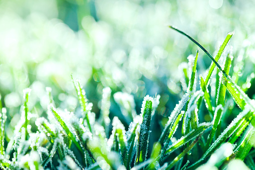 Frost shines in the morning sun on blades of fresh green grass on a back yard lawn.  Horizontal with copy space.