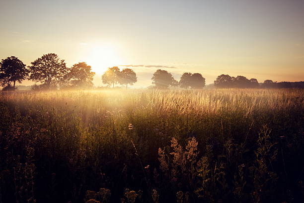 Early misty morning on a wild meadow