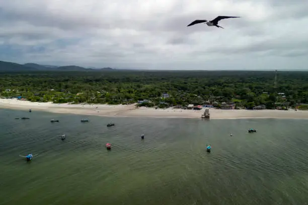 Brown booby (Sula leucogaster) ponto turisflying over the fishing village of Superagui island on the coast of the state of Paraná in southern Brazil