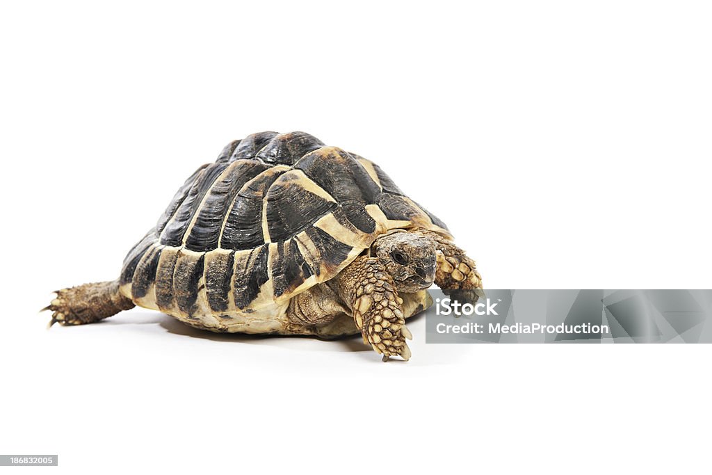 Écaille de tortue - Photo de Tortue d'Hermann libre de droits