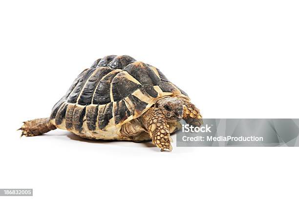 Photo libre de droit de Écaille De Tortue banque d'images et plus d'images libres de droit de Tortue d'Hermann - Tortue d'Hermann, Animaux de compagnie, Blanc