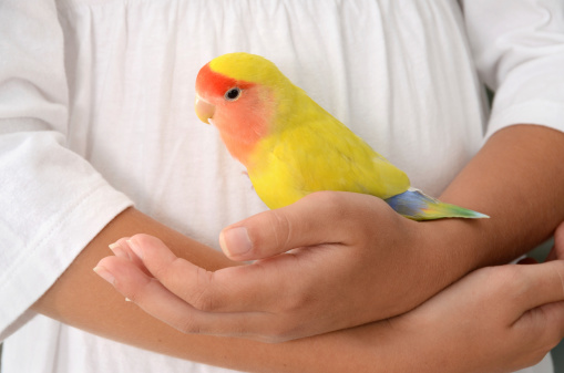 A lutino peach-faced lovebird perches contentedly in a young girl's caring arms.Related images: