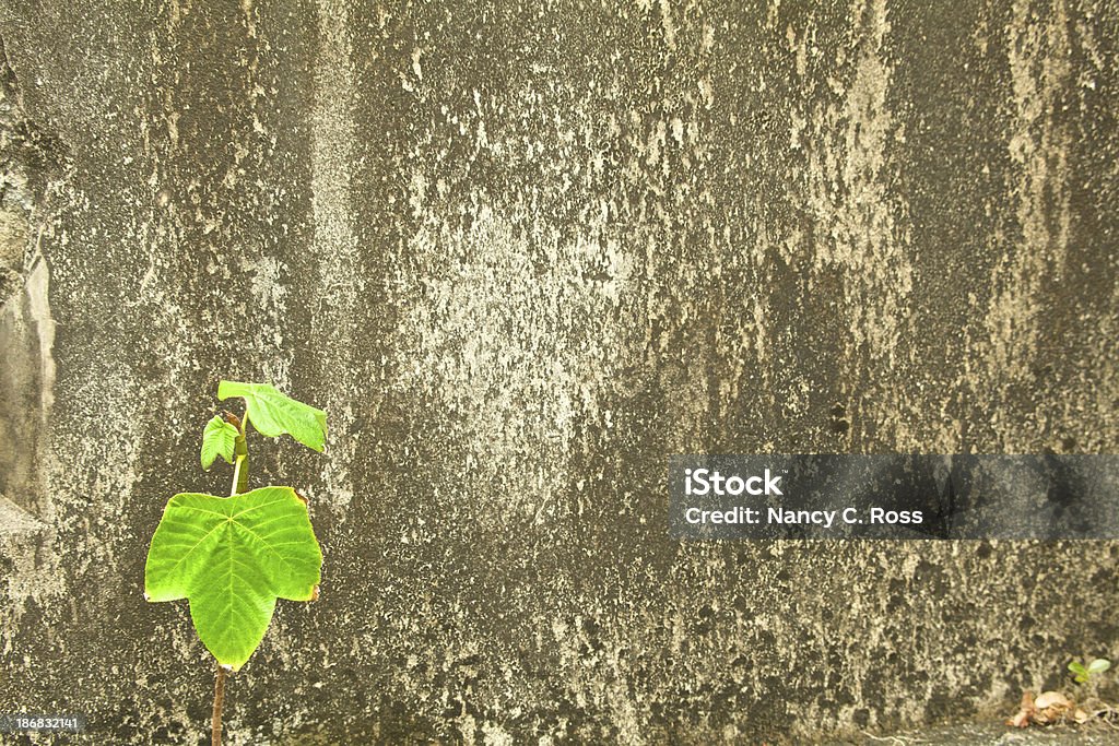 De haste única com folhas cresce fora de betão, Grunge - Royalty-free Ao Ar Livre Foto de stock