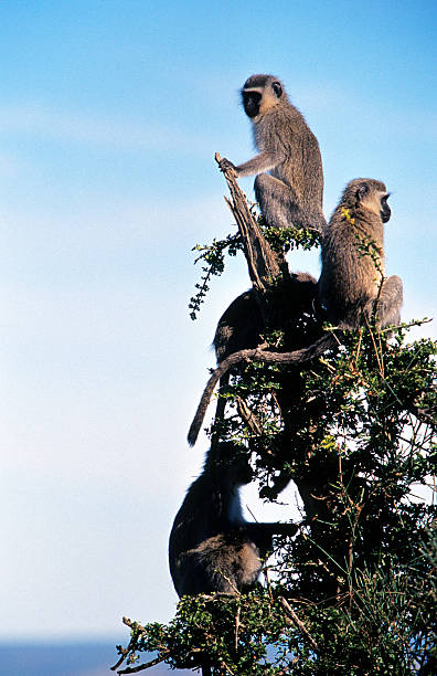 sudafrica orientale della provincia del capo, vervet scimmie. - addo elephant national park foto e immagini stock