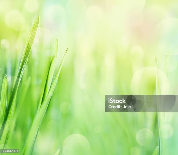 아름다운 아침입니다 녹색에 대한 스톡 사진 및 기타 이미지 - 녹색, 0명, 고요한 장면