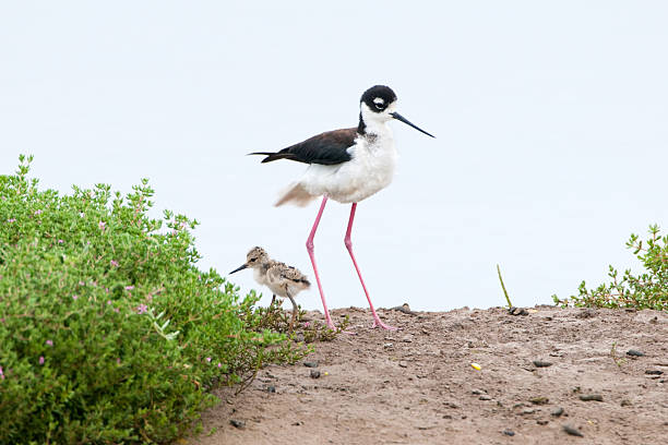 himantopus himantopus mexicanus mit baby - himantopus himantopus mexicanus stock-fotos und bilder