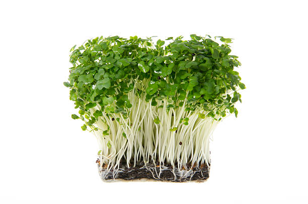 ready for the eating fresh home grown mustard cress cress stock pictures, royalty-free photos & images