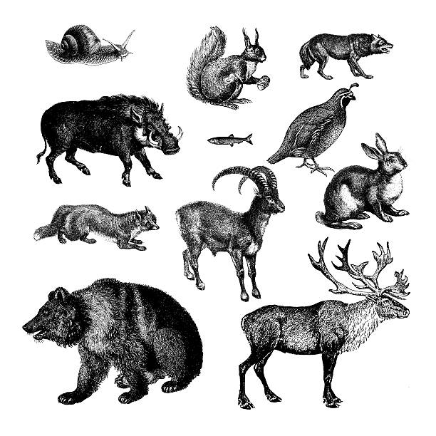 Wild Animals of Europe Set of 11 antique engravings of wild animals of Europe. Published in Systematischer Bilder-Atlas zum Conversations-Lexikon, Ikonographische Encyklopaedie der Wissenschaften und Kuenste (Brockhaus, Leipzig) in 1844. mountain goat clip art stock illustrations