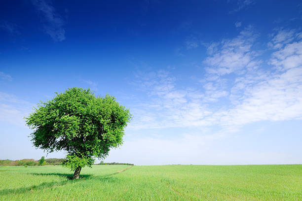 istock Landscape - Lonely tree on green field 186832685