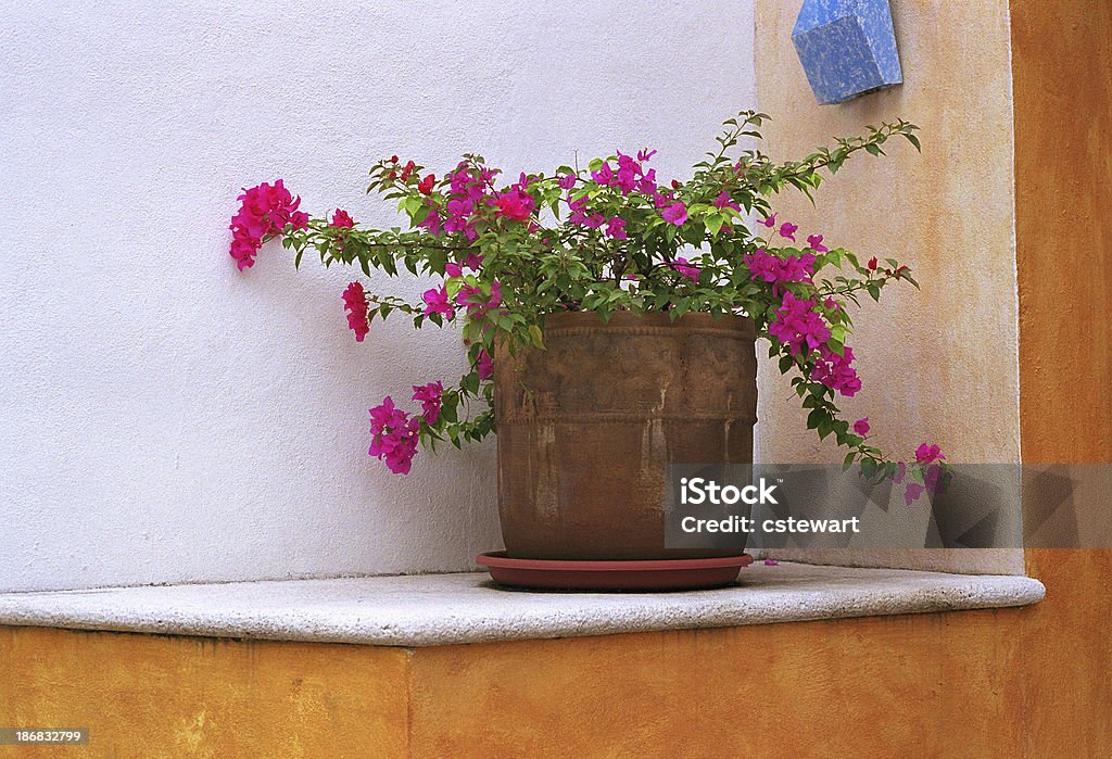 Flowerpot na Parapet, Meksyk - Zbiór zdjęć royalty-free (Gips - Materiał budowlany)