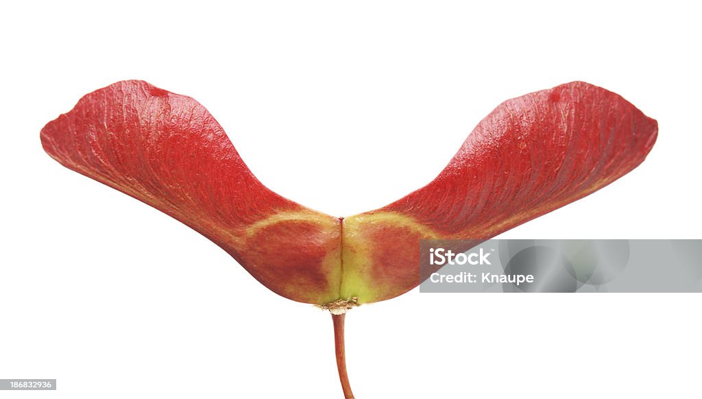Ein Roter Ahorn Samen auf weißem Hintergrund - Lizenzfrei Ahornsame Stock-Foto