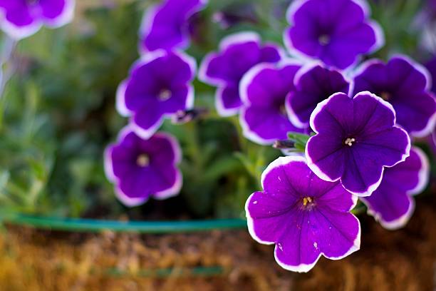 Purple Potted Flowers stock photo