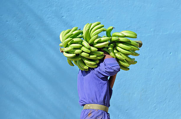 Mann mit Bündel Bananen. Trinidad und Cuba – Foto