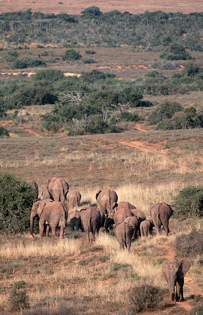 istock South Africa, African elephants. 186833094