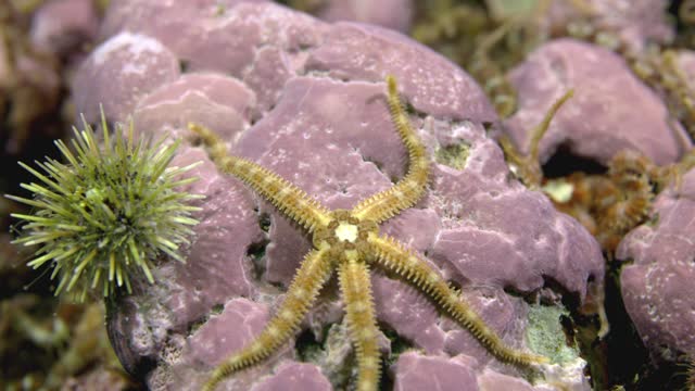 Brittle star moving slowly on the sea bed in slow motion 60 fps in the cold waters of the Atlantic ocean.