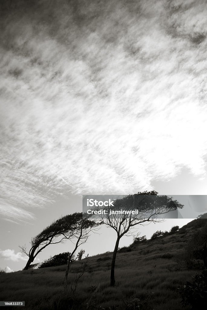 Arbres sur la colline battu par le vent - Photo de Arbre libre de droits