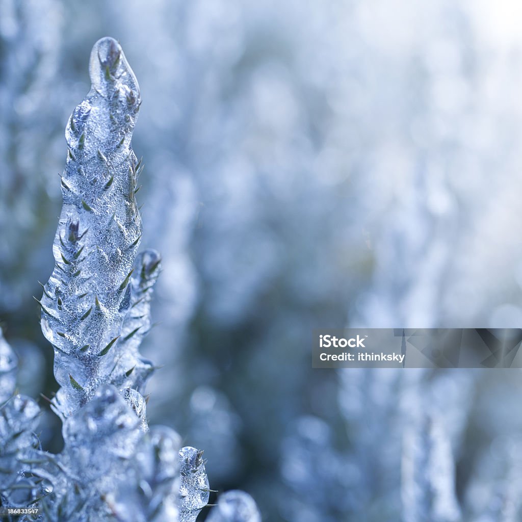 Sfondo di inverno - Foto stock royalty-free di Abete