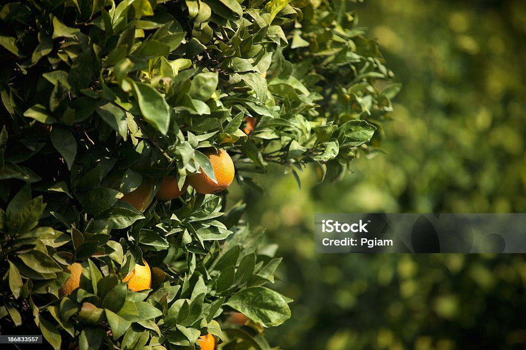 Cítrico maduro grove - Foto de stock de Agricultura royalty-free