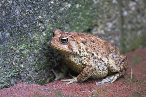 Amphibians portraits: toads and frogs studio shots. Green frog, Rana lessonae, rana esculenta, or Rana ridibunda, Phelophylax