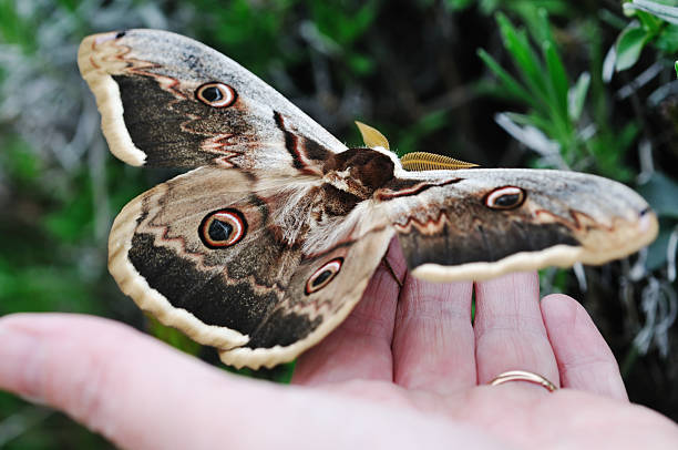 istock Male Giant Peacock Moth on woman's hand 186833642