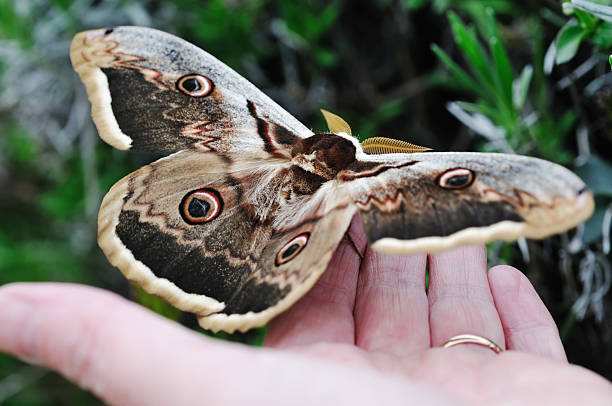 мужской гигантский павлин моль на женщины - saturn moth стоковые фото и изображения