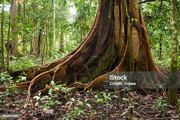 Strebepfeiler Root Baum Im Tropischen Wald Stockfoto und mehr Bilder von Baum - Baum, Tropischer Regenwald, Bildhintergrund